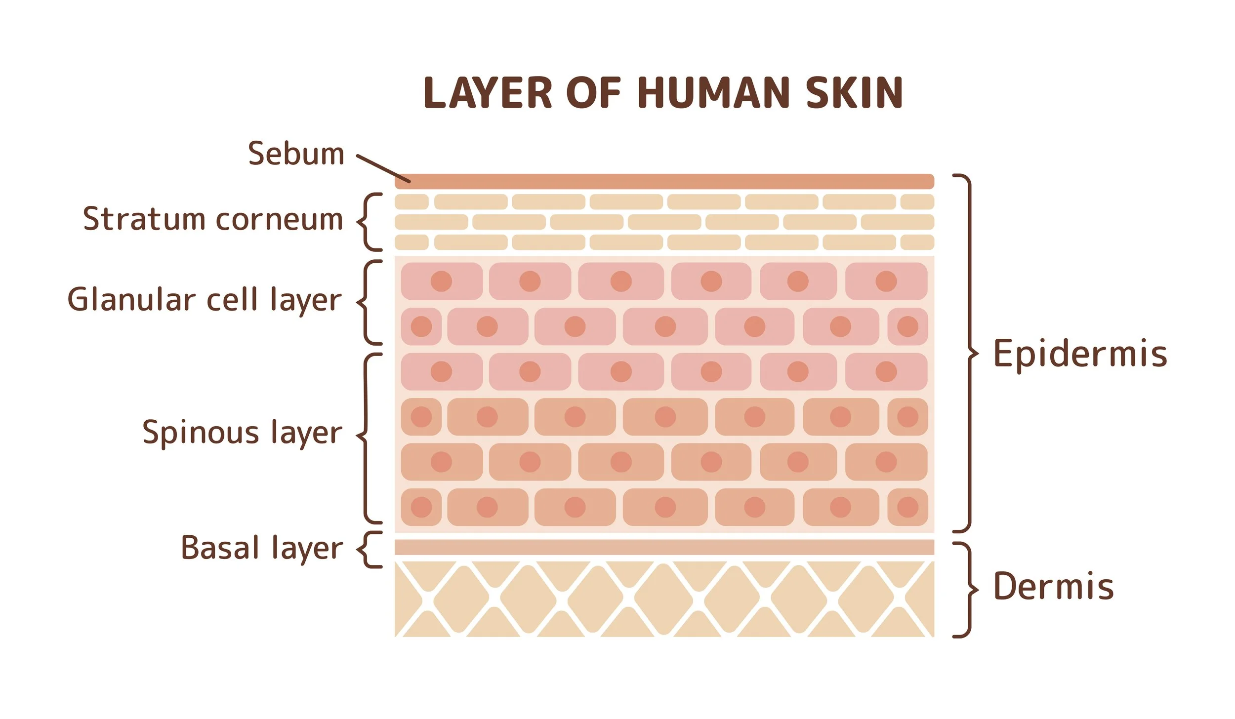 Human skin layers