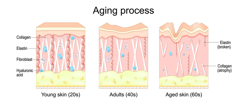 aging process